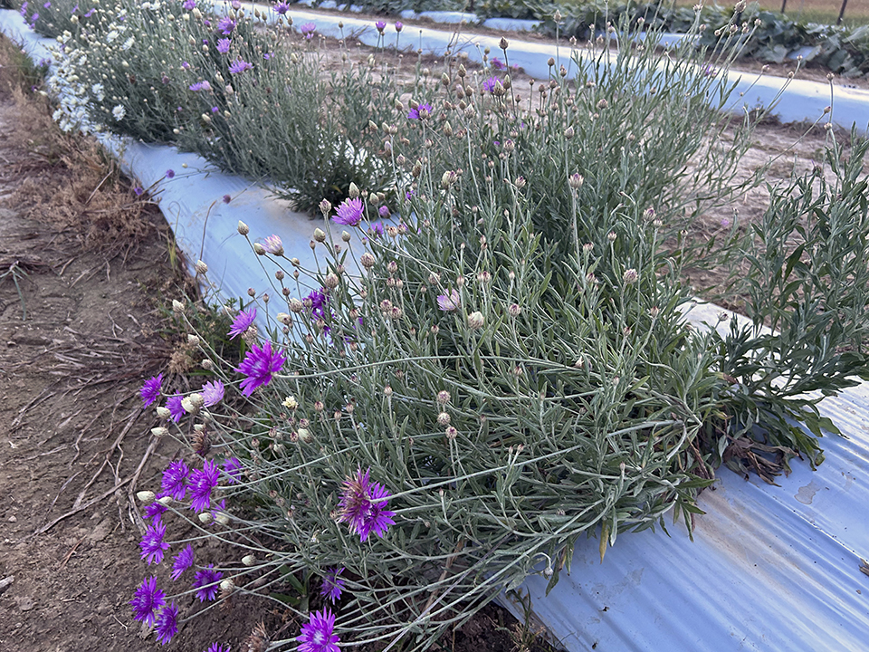 Rows of purple paper flowers growing in a garden.